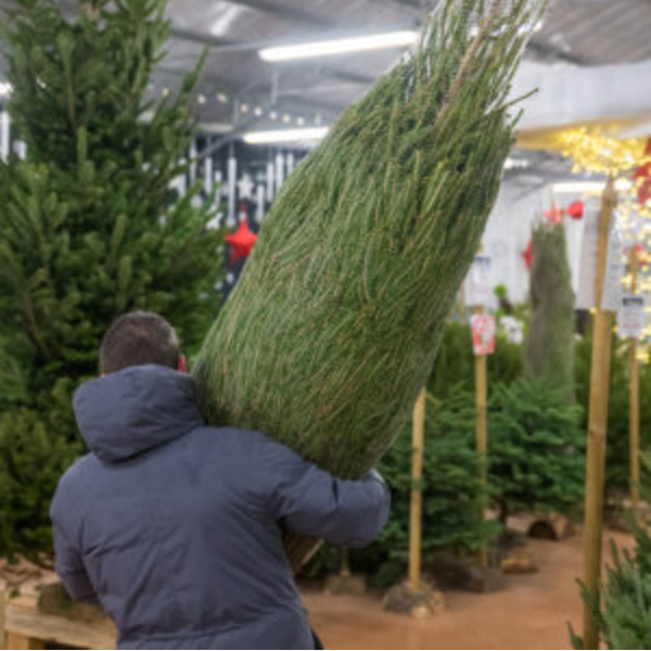 Basic Tree Packages